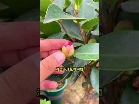 茶花擋煞|【什麼植物可以擋煞】擋煞招財！10大最強「植物風水。